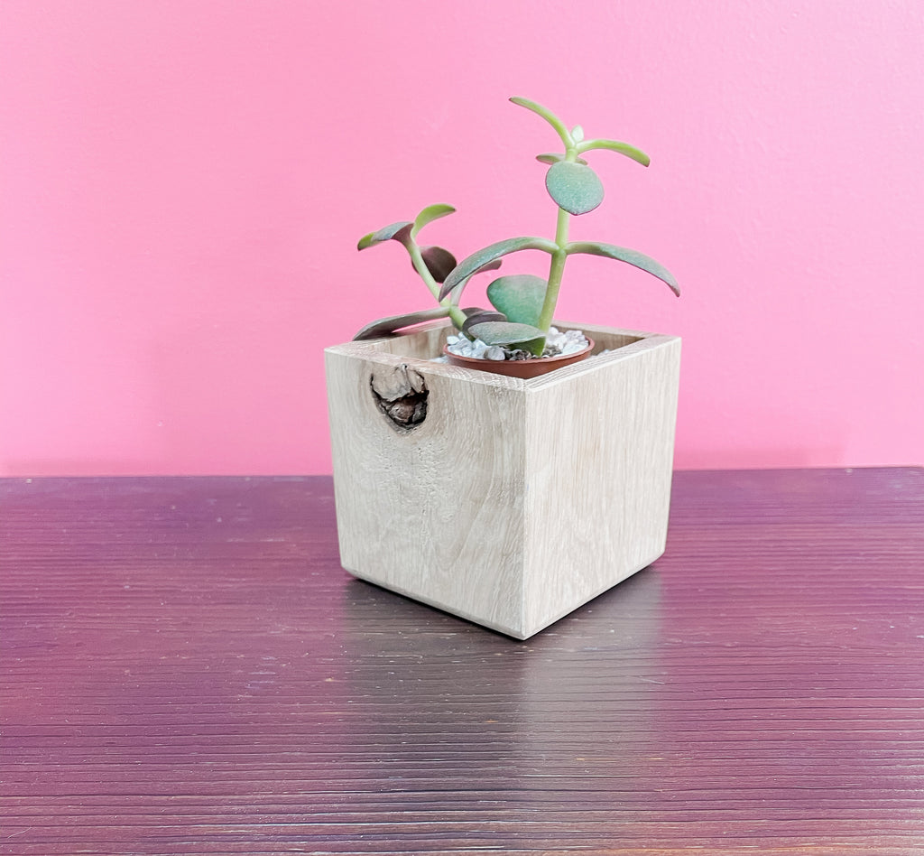 Succulent Planter, Recycled Wood Plant Holder, Sometimes I Wet my Plants, Wood Planter, Cute Planter, Funny Plant Holder, Cactus Holder,